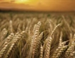 10 % по-малко пшеница тази жътва 