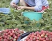BBC отразява живота на берачите на ягоди