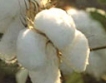 Monsanto глобена с  $2,5 млн. за ГМО памук
