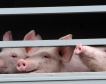 Бразилия с рекорден износ на свинско месо