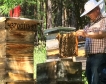 Започнаха плащанията на пчеларите