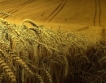 Сливен: 500 кг/дка среден добив пшеница