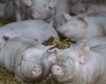 Свинското месо 70% по-евтино в Китай