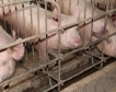 Премахват клетките за животни в ЕС 