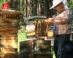 Пчеларите подпомогнати с 8 млн.лв.