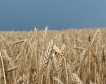Прогноза: По-ниски добиви от пшеница в ЕС
