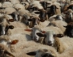 Фермери мерят сили на събор на овцевъдите