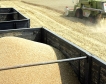 Много качествена реколта от пшеница