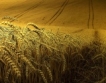 716-726 лв. за тон хлебна пшеница