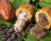 Кот д'Ивоар снабдява с е-карти производителите на какао