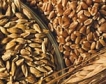 Тоновете украинска пшеница 