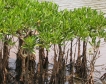 Паниката около мангровите гори