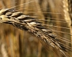 Пшеницата с нов триседмичен максимум