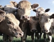 Най-малко 5 крави за европейско подпомагане