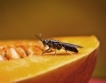 Румъния забранява брашно от насекоми