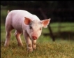Румъния: Сушено свинско месо става ЗГУ