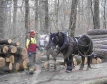 Виена използва коне за транспорт на отсечени дървета