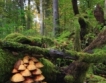 Как да се съхранят иглолистните гори у нас?