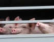 Китай разследва вноса на свинско месо от ЕС
