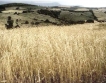 Русия може да удължи забраната за износ на зърно
