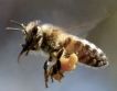 Пчелари с възможност за еврофинансиране