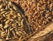  Зърно за хляб има, въпреки износа на пшеница