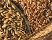 Държавата масирано изкупува зърно 