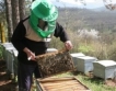 ЕК с мерки срещу смъртността на пчелите