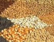 Борсата за семена в Добрич открита
