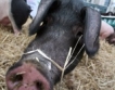 Русия забрани вноса на свинско от Германия