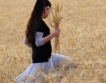 Пшеницата в Румъния поскъпна