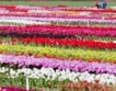 Холандия е изнесла 3,6 млрд. цветни луковици