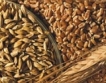 Дефицит на пшеница в световен мащаб 