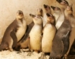Пингвините от Софийския зоопарк 