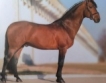 Най-елитният български кон – над 4 млн.евро