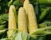 Много ГМО царевица в Германия