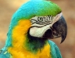 Пияни папагали падат от небето на Австралия