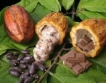 Какао: Производството в Гана 54%↑
