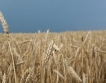 Русия ще изнася зърно от 1 юли