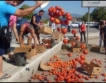 Производители изхвърлиха домати на Е-79