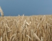 Добрич: Пазарът на зърно стартира с цена 320-350 лв./т