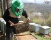 3 млрд.лв. от пчели