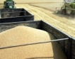 Ожънаха пшеницата, изкупните цени падат
