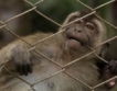 Жестоката търговия с маймуни 