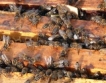 Няма спад при пчелните семейства у нас 