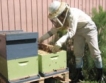 582 000 лева за сектор „Пчеларство”