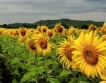 Румъния очаква рекордно земеделско производство