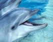 Защо умират делфините - неясно