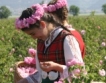 Турското розово масло по-скъпо от българското