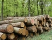 Кабинетът одобри промени в Закона за горите